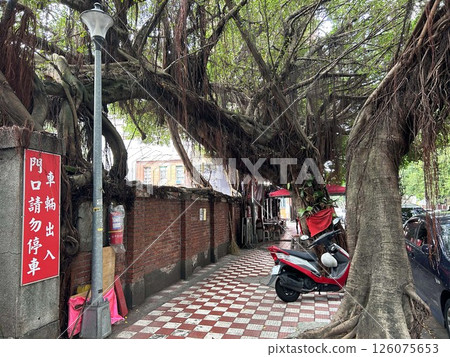 Banyan tree on a street corner in Taipei 126075653