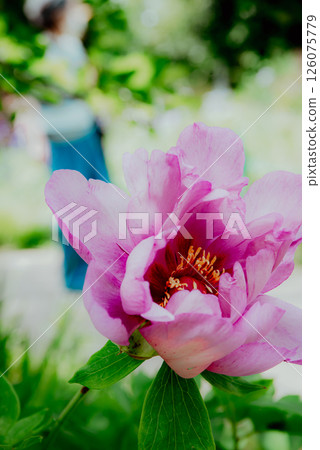 Bright pink flowers 126075779