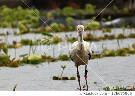 一隻鸛在蓮藕田裡尋找食物 一隻鸛在蓮藕田裡尋找食物 126075969