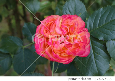 A lonely red rose flower. A lonely red rose flower. 126075990