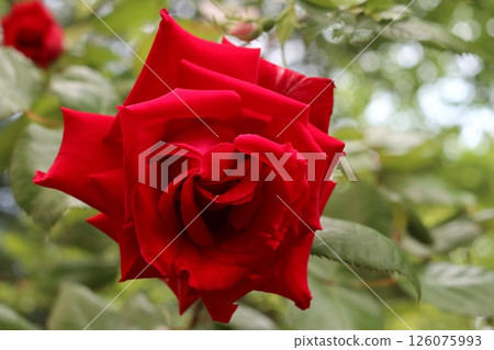 A lonely red rose flower. 126075993