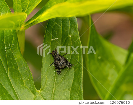 Close-Up of Dancing Kiss Fly on Green Leaf in Natural Environment 126076010