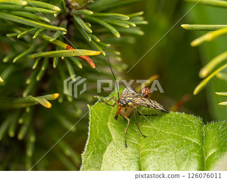 Close-Up of a Scorpionfly on a Leaf in a Natural Environment Close-Up of a Scorpionfly on a Leaf in a Natural Environment 126076011