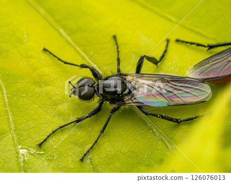 Close-Up Shot of Hawthorn Fly, on Green Leaf 126076013