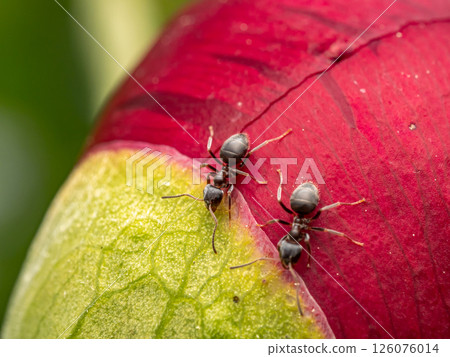 Close-Up of Ants Crawling on a Colorful Plant Petal 126076014