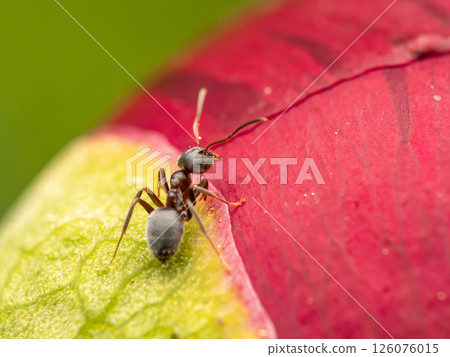 Close-Up of Ant Crawling on a Colorful Plant Petal Close-Up of Ant Crawling on a Colorful Plant Petal 126076015