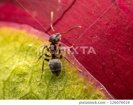 Close-Up of Ant Crawling on a Colorful Plant Petal Close-Up of Ant Crawling on a Colorful Plant Petal 126076016