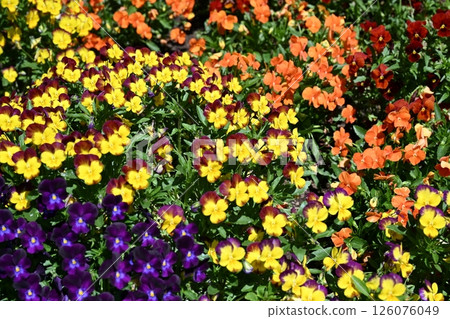 Flowers Flowers 126076049