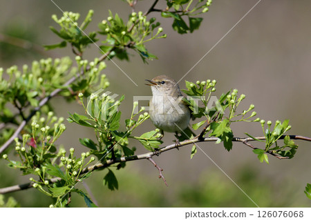 common chiffchaff (Phylloscopus collybita) common chiffchaff (Phylloscopus collybita) 126076068