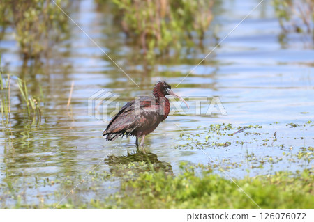 The glossy ibis (Plegadis falcinellus) The glossy ibis (Plegadis falcinellus) 126076072