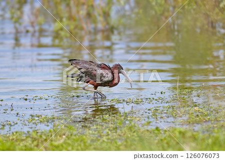 The glossy ibis (Plegadis falcinellus) 126076073