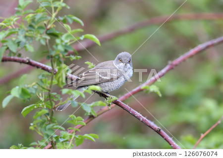 The barred warbler (Curruca nisoria) 126076074