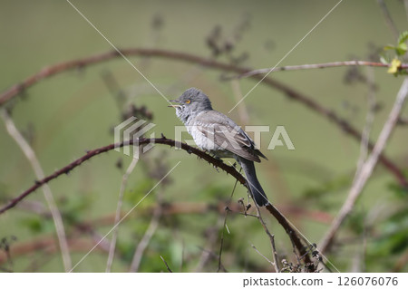 The barred warbler (Curruca nisoria) The barred warbler (Curruca nisoria) 126076076