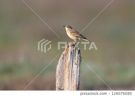 The tawny pipit (Anthus campestris) 126076080