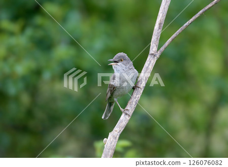 The barred warbler (Curruca nisoria) The barred warbler (Curruca nisoria) 126076082