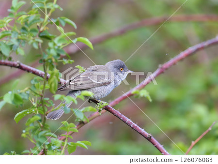 The barred warbler (Curruca nisoria) 126076083