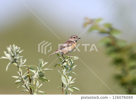 A female European stonechat 126076089