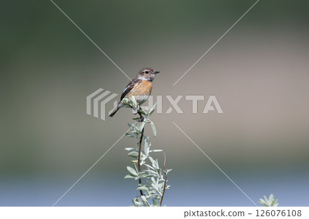 A female European stonechat A female European stonechat 126076108