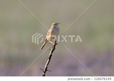 The tawny pipit (Anthus campestris) 126076149