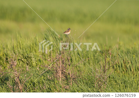 European stonechat (Saxicola rubicola) European stonechat (Saxicola rubicola) 126076159