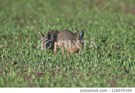 European hare (Lepus europaeus) European hare (Lepus europaeus) 126076160