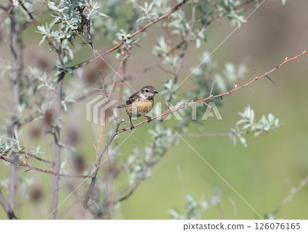 A female European stonechat A female European stonechat 126076165
