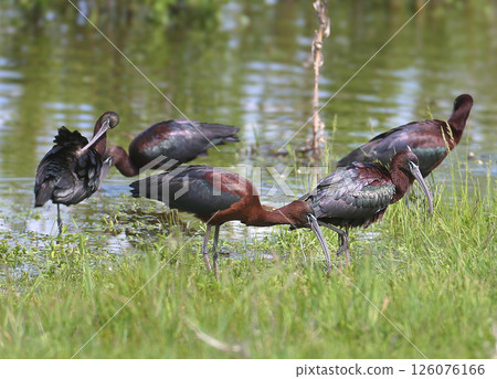 The glossy ibis (Plegadis falcinellus) The glossy ibis (Plegadis falcinellus) 126076166
