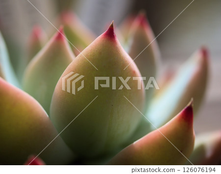 Close-up of succulents photographed in May 126076194