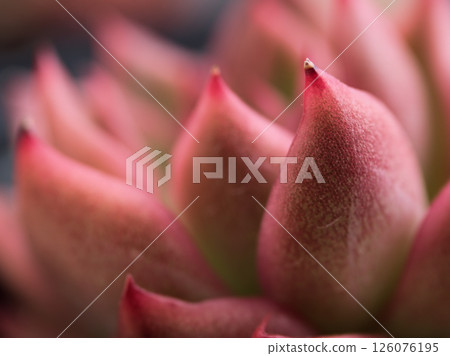 Close-up of succulents photographed in May 126076195