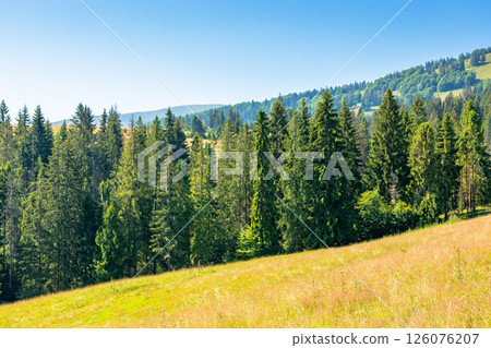 fir trees on the grassy slope of borzhava ridge. sunny day. beautiful landscape of carpathian mountains in summer. picturesque valley 126076207