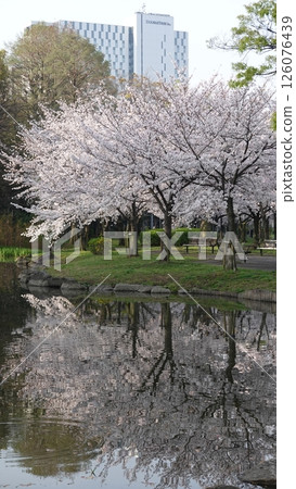 Cherry blossoms on the surface of the water 126076439