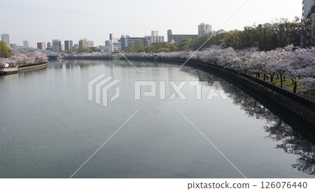 櫻花在水面上 126076440