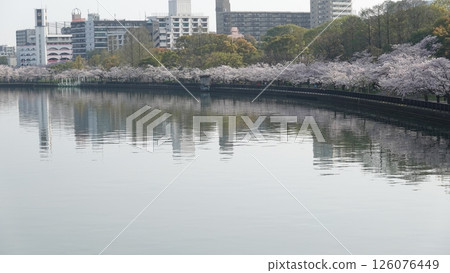 Cherry blossoms on the surface of the water Cherry blossoms on the surface of the water 126076449