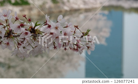 Cherry blossoms on the surface of the water 126077241