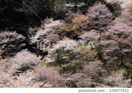 Yoshino, a spectacular spring scene, beautiful Nakasenbonzakura in full bloom, Nara Prefecture Yoshino, a spectacular spring scene, beautiful Nakasenbonzakura in full bloom, Nara Prefecture 126077832