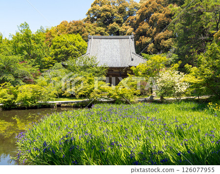 [奈良縣] 天理市長岳寺（2025年5月13日拍攝） 126077955