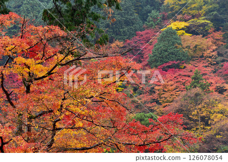 從善寶寺欣賞的秋葉山景 從善寶寺欣賞的秋葉山景 126078054