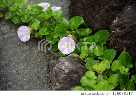 Sea morning glory, Muroto Cape, Kochi Prefecture, Japan Sea morning glory, Muroto Cape, Kochi Prefecture, Japan 126078117