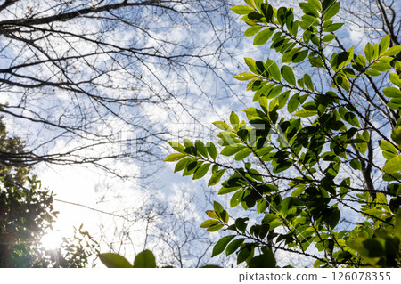 秋日晴朗的筑波山、朝日嶺展望公園、植物 126078355