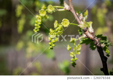 Close-up of Currant Bush in Bloom with Green Flowers Close-up of Currant Bush in Bloom with Green Flowers 126078388