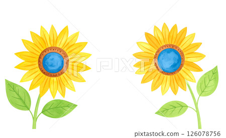 Sunflower flowers 126078756