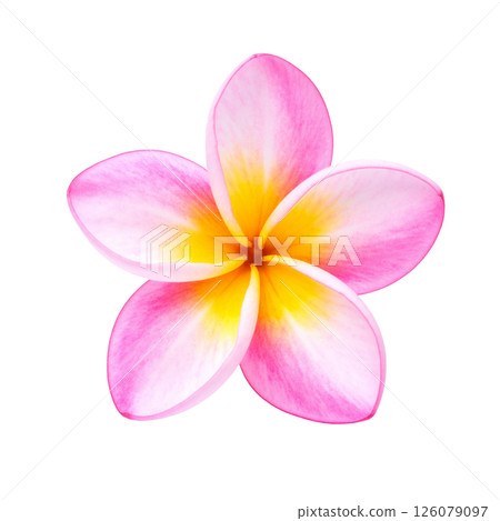 Plumeria flowers 126079097