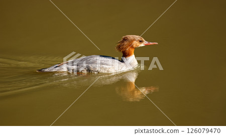 Wild Bird Swimming Gracefully in Calm Green Waters 126079470