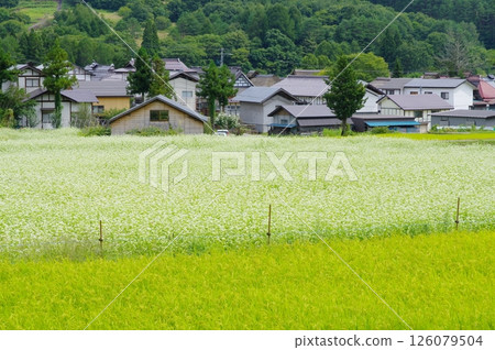 Buckwheat fields in Ouchijuku Buckwheat fields in Ouchijuku 126079504