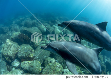 三倉島上成雙成對巡弋的野生海豚 126079527