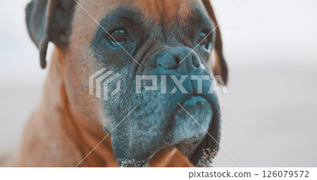 Portrait of adorable boxer dog relaxing on beach Portrait of adorable boxer dog relaxing on beach 126079572