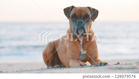 Boxer dog relaxing on the beach at sunset 126079574