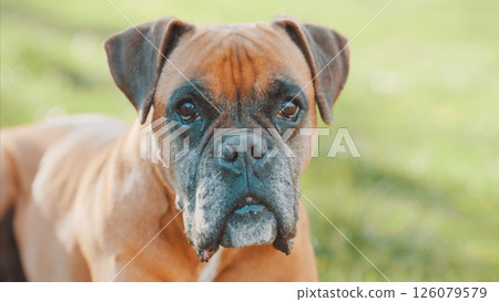 Boxer dog relaxing in green grass field Boxer dog relaxing in green grass field 126079579