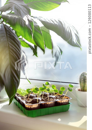 Seedlings grow, flowers on the windowsill. Sprouts planted in peat pills vertical Seedlings grow, flowers on the windowsill. Sprouts planted in peat pills vertical 126080113