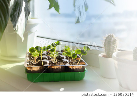 Seedlings grow, flowers on the windowsill. 126080114